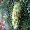 Douglas Fir