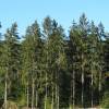 Douglas Fir