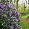 Rhododendron purple, Augustinii