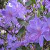 Rhododendron purple, Augustinii