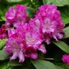 Rhododendron purple, Blurettia