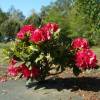 Rhododendron red, Lord Roberts