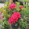 Rhododendron red, Lord Roberts