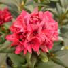 Rhododendron red, Lord Roberts