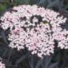 Elderberry, Black Lace