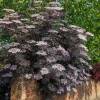 Elderberry, Black Lace