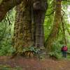 Spruce, Sitka