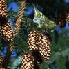 Spruce, Sitka