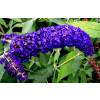 Buddleia 'Adonis blue Adokeep'