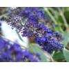 Buddleia 'Adonis blue Adokeep'