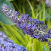 Buddleia 'Adonis blue Adokeep'