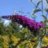 Buddleia 'Mauve'