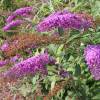 Buddleia 'Nanho purple'