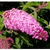 Buddleia 'Pink delight'