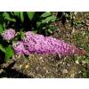 Buddleia 'Pink delight'