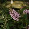 Buddleia 'Pink delight'