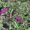 Buddleia 'Royal Red'