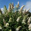 Buddleia 'White profusion'