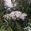 Buddleia 'White profusion'