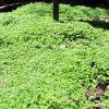 Carpet Corsican Mint