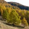 Larch, European