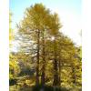 Larch, European