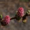 Larch, European