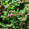 Cotoneaster, rockspray