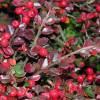 Cotoneaster, rockspray