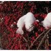 Cotoneaster, rockspray