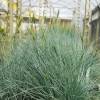 Fescue, Elijah's Blue