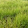 Pony Tails grass