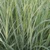 Silver Grass, Variegated Chinese