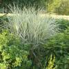 Silver Grass, Variegated Chinese