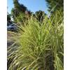 Silver Grass, Variegated Chinese