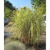 Silver Grass, Variegated Chinese