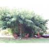 Sterile Mulberry