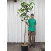 Sterile Mulberry