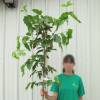 Sterile Mulberry
