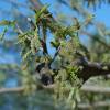 Sterile Mulberry