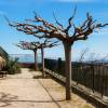 Sterile Mulberry