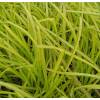 Sedge 'Aurea'