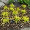 Sedge 'Aurea'