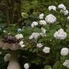 Hydrangea, Mme Emile Mouillre