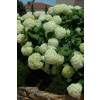 Hydrangea, Annabelle