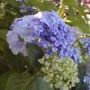 Hydrangea, Ayesha