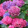 Hydrangea, Sybilla