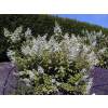 Hydrangea, panicle Kyushu