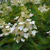 Hydrangea, panicle Kyushu