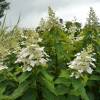 Hydrangea, panicle Kyushu